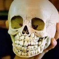 Real Human Skulls For Sale